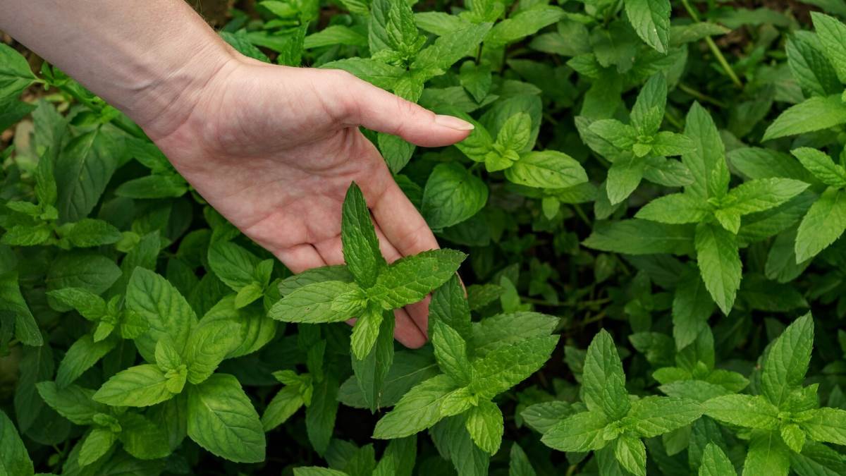 https://www.jagranimages.com/images/newimg/06052024/06_05_2024-how_to_grow_pudina_at_home_f_23712136.jpg