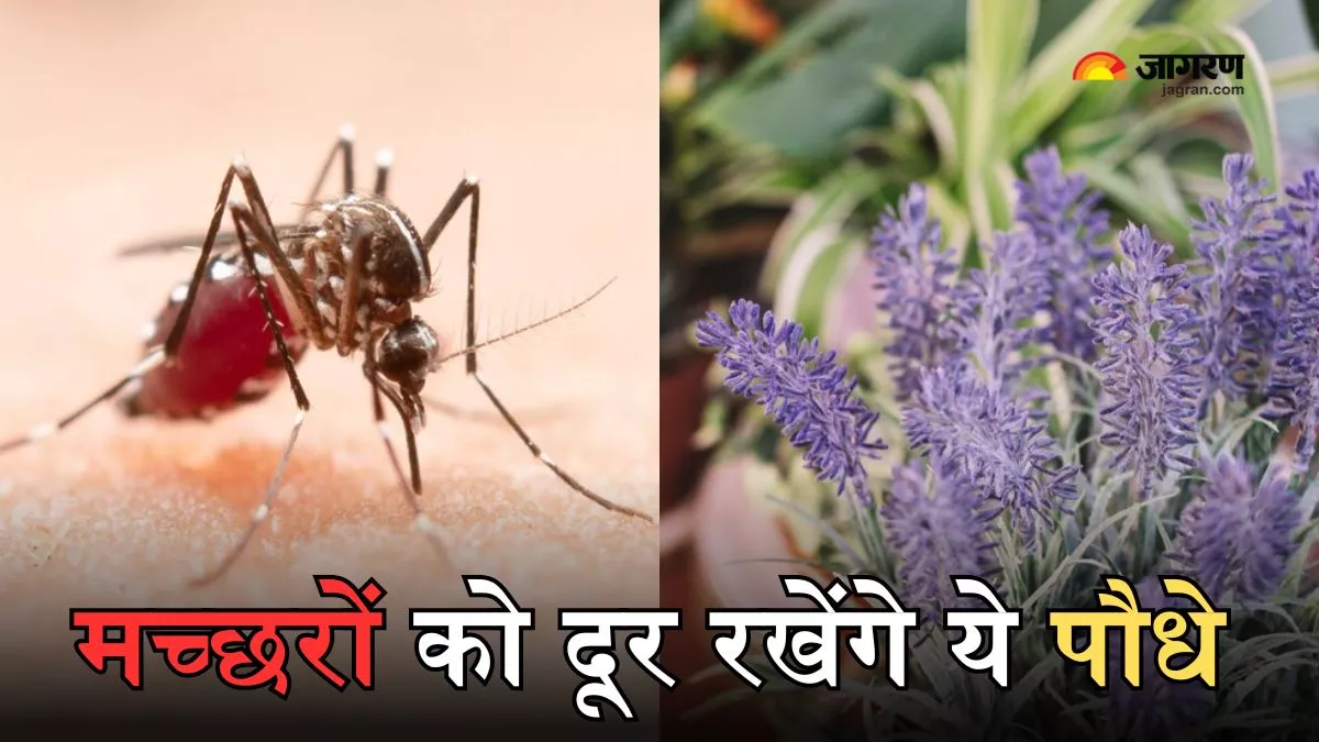 Mosquito Repellent Plants: दुम दबाकर भागेंगे मच्छर, अगर घर पर लगाएंगे ये 7 पौधे