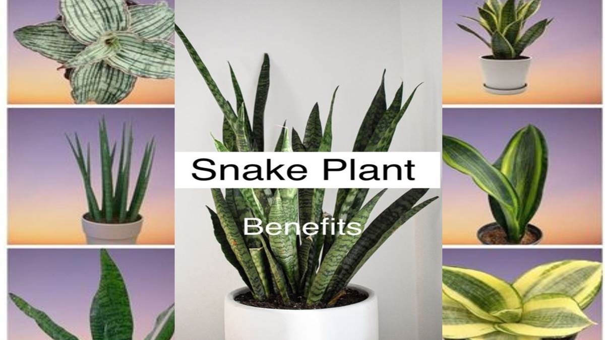 घर में ये Snake Plant लगाने से मिलते है ये फायदे, बनी रहेगी पॉजिटिविटी, करियर में भी होगी तरक्की