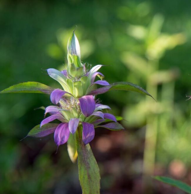 mosquito repellent plants