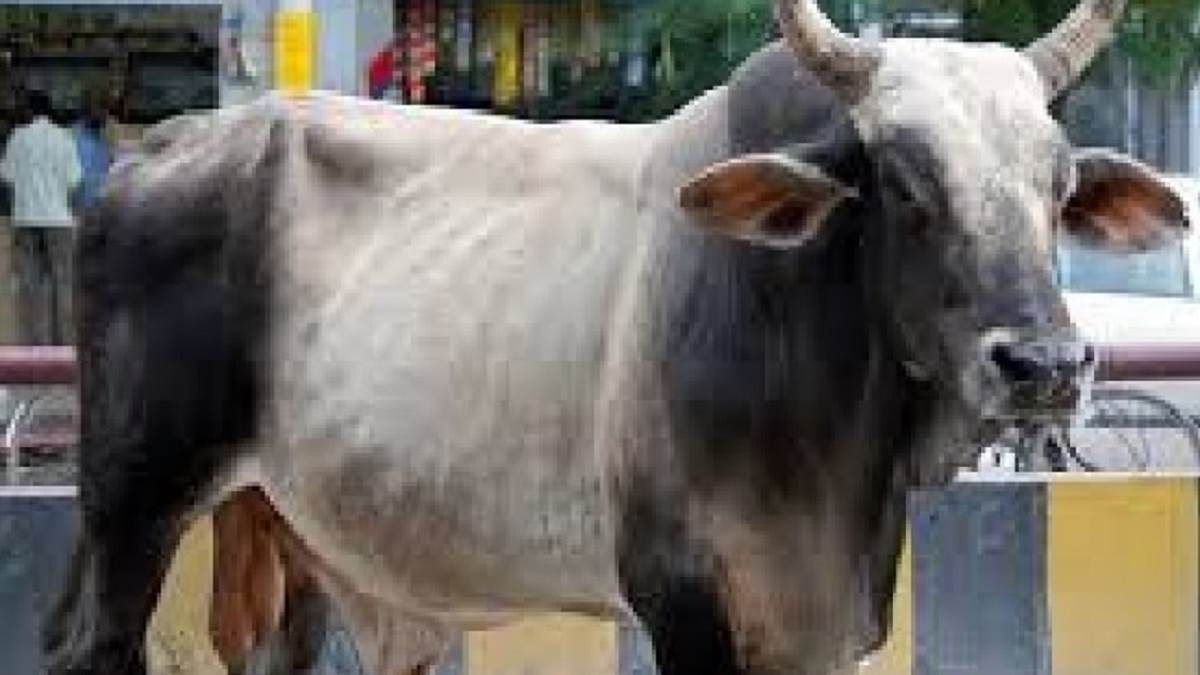 https://www.jagranimages.com/images/newimg/06052025/06_05_2025-bull_generic_23932262.jpg