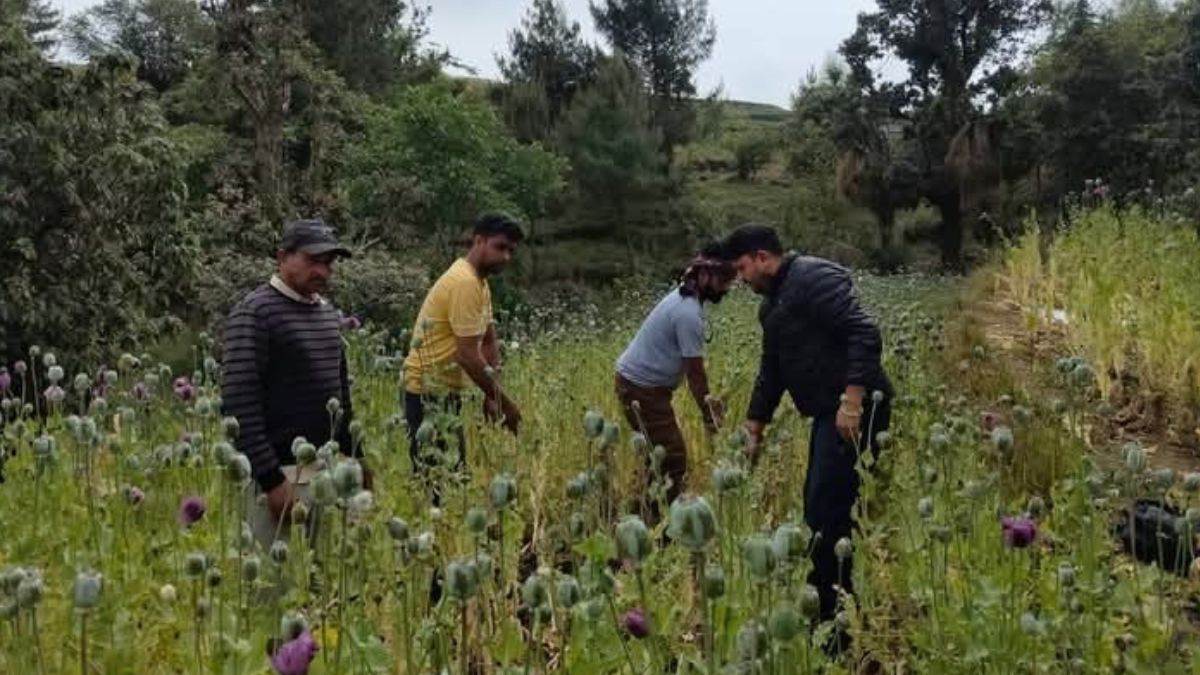 https://www.jagranimages.com/images/newimg/06052025/06_05_2025-opium_farming_in_mandi_23932100.jpg