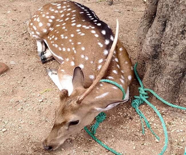Deer Died due to Attack of Street Dogs in Palamu Jharkhand ...