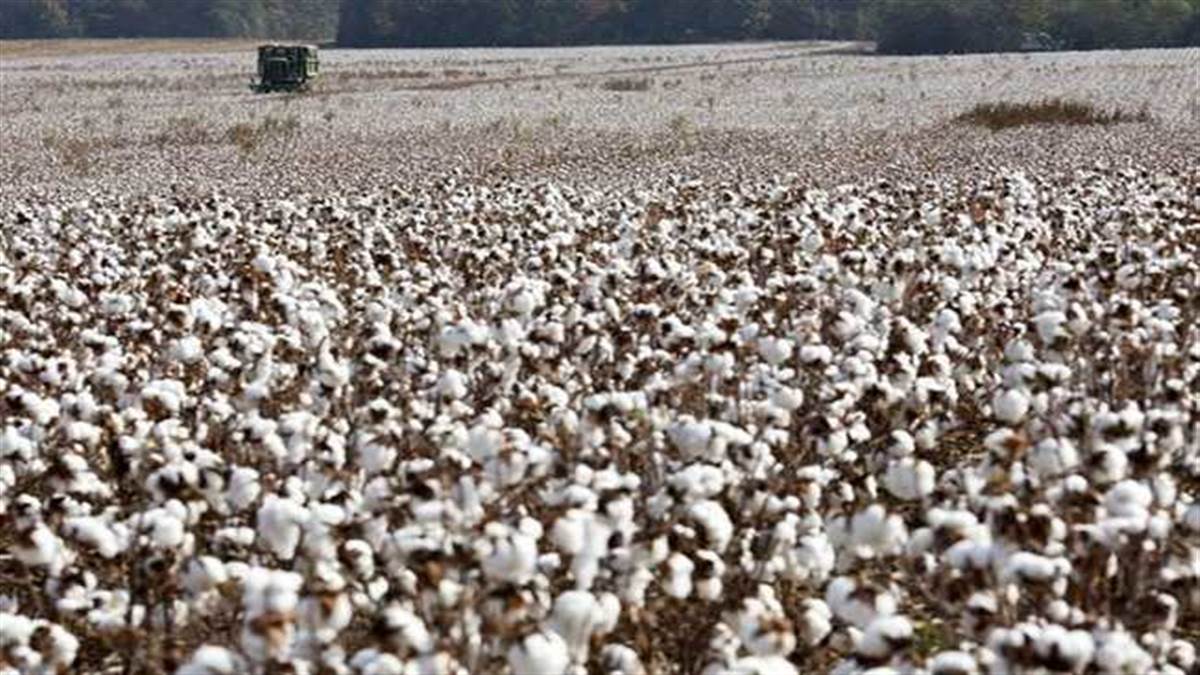 Innovation in food production: खाद्यान्न उत्पादन में नवाचार। फाइल फोटो