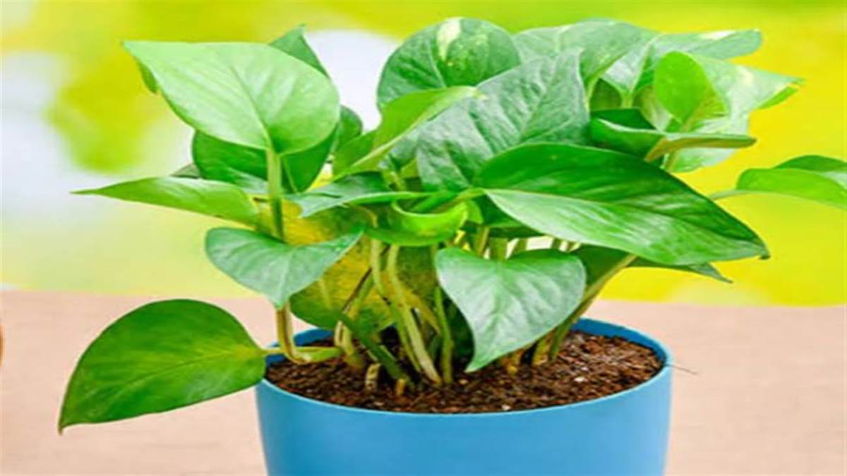 https://www.jagranimages.com/images/newimg/06062022/06_06_2022-money-plant-vastu_22777984.jpg