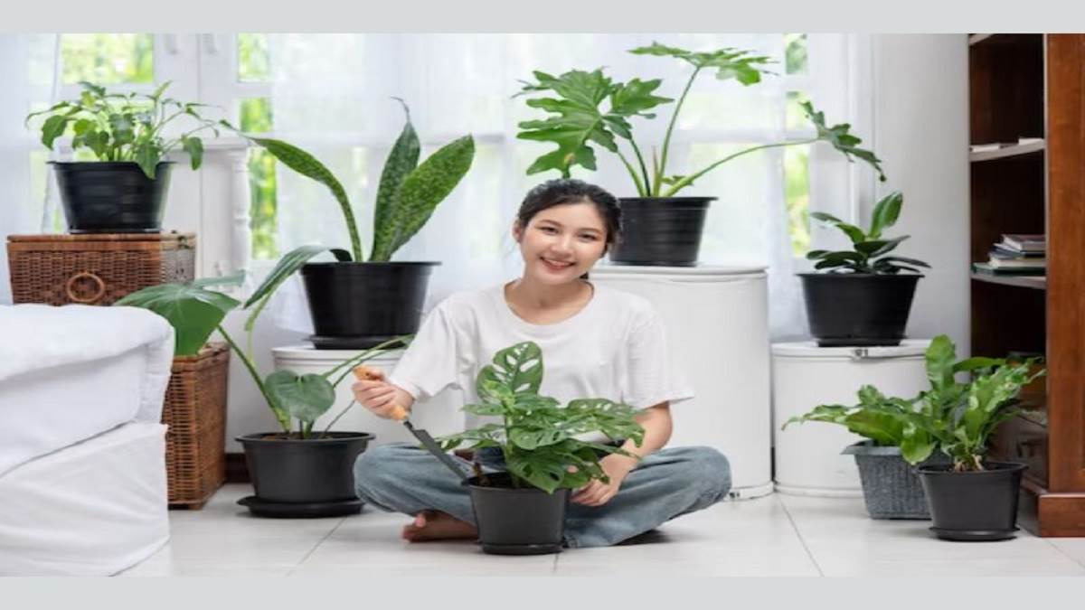 Best Plants Indoor: बेडरुम से लेकर लिविंग रुम के लिए बेस्ट है ये इनडोर प्लांट, घर में होगी बरकत ही बरकत