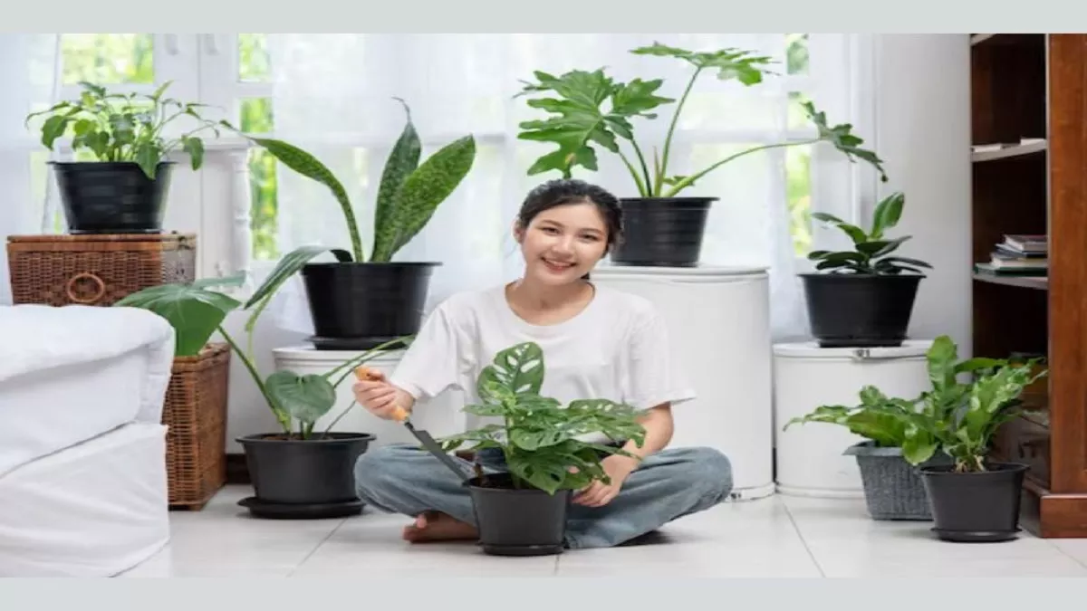 Best Plants Indoor Cover Image Source: Freepik