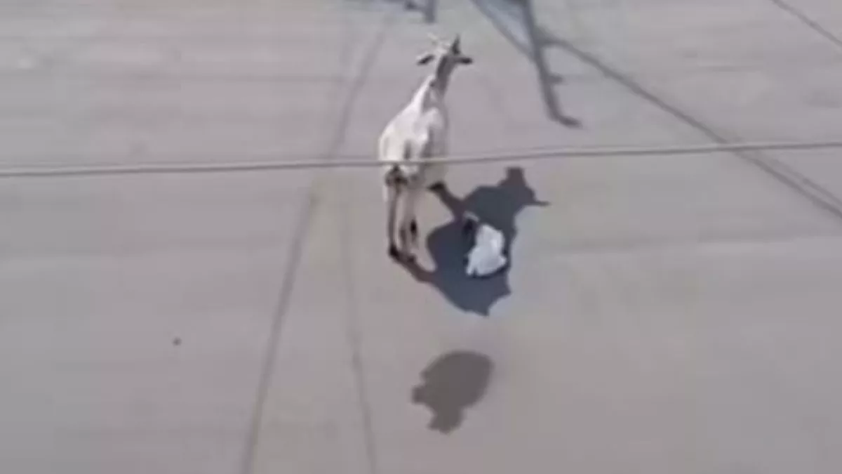 Viral Video : चिलचिलाती धूप में गाय ने की बछड़े की रक्षा, वीडियो देख लोगों ने कहा- मां से बड़ा कोई नहीं