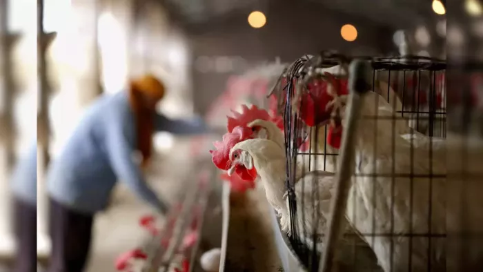 Bird Flu Human Death: मेक्सिको में बर्ड फ्लू से दुनिया की पहली इंसानी मौत