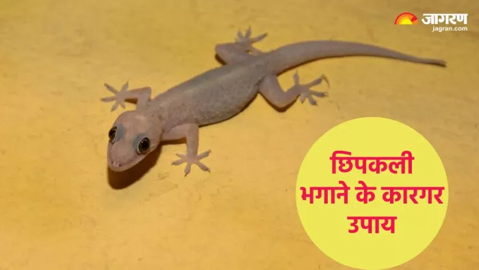 घर से छिपकली भगाने के कारगर उपाय (Pic credit- freepik)