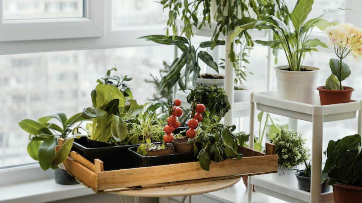 https://www.jagranimages.com/images/newimg/06062025/06_06_2025-balcony_garden_23957507.jpg