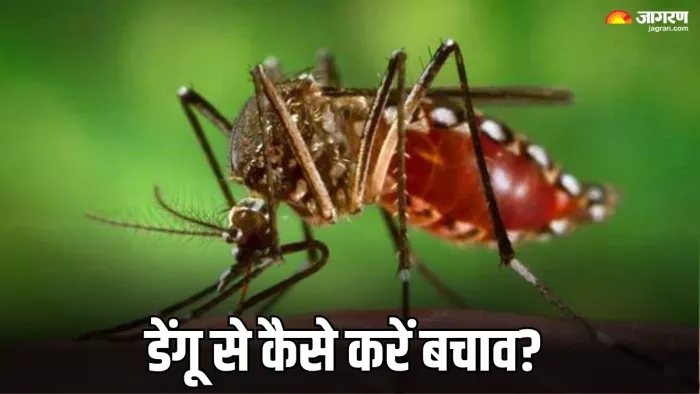 डेंगू से बचाव के लिए क्या करें? (Image Credit- Freepik)