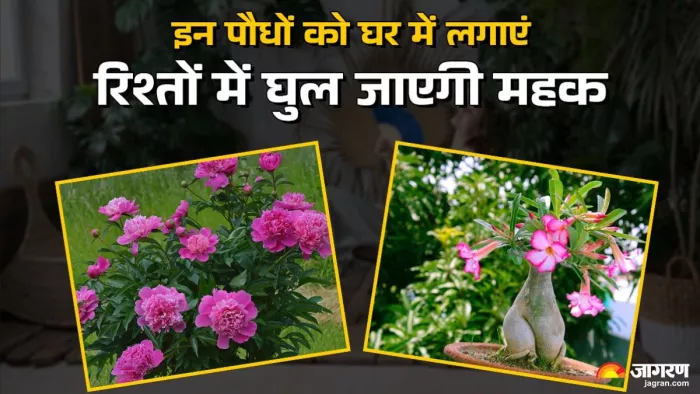 Vastu Tips: घर का माहौल भी खुशनुमा बनाएंगे और सौभाग्य भी देने में मददगार साबित होंगे ये पौधे।