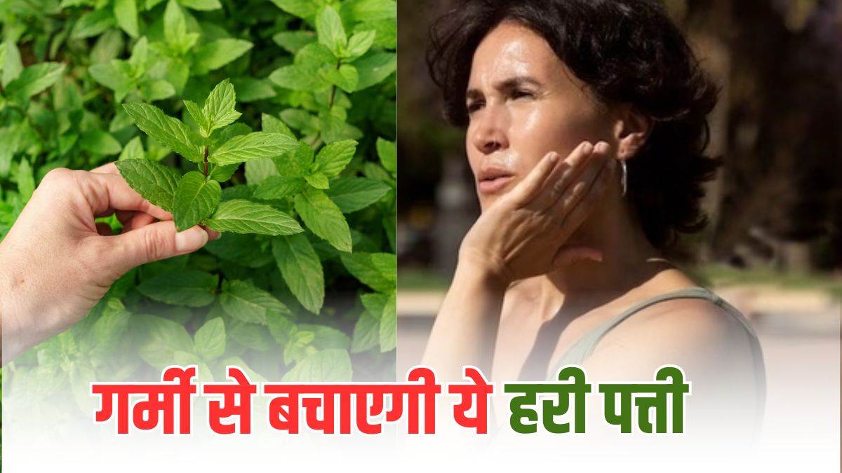 mint benefits in summer improve digestion control bp and more benefits you should know