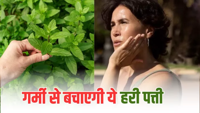 गर्मियों में पुदीना खाने के फायदे। (Imafge Credit- Freepik)