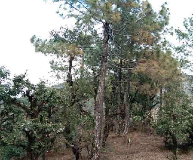 उत्तराखंड में पांच हजार फीट से ऊपर बांज के जंगलों तक चीड़ की घुसपैठ