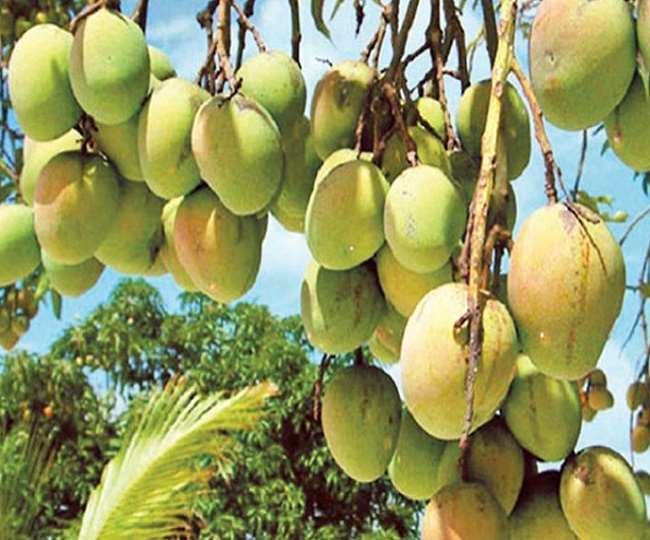 आम की हरिभंगा किस्म को बीनापोल चेकपॉइंट के माध्यम से ले जाया गया।