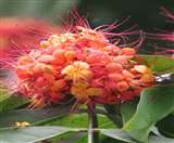 अयोध्&zwj;या में गुरु पूर्णिमा पर आस्था से जुड़े इस प्रजाति के एक हजार पौधे किए जाएंगे रोपित।