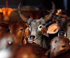 prayagraj cdo got angry seeing negligence in cowsheds and suspended secretary