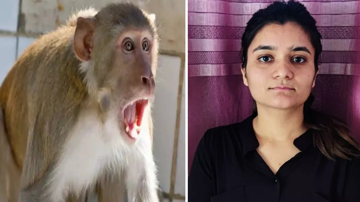 भिवानी के बहल में बंदरों का आतंक, कानूनी शिक्षा की छात्रा प्रीति पर किया हमला, मौत