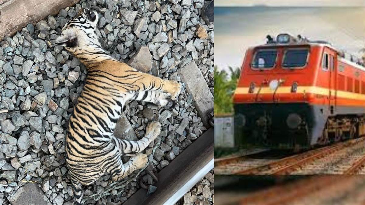 https://www.jagranimages.com/images/newimg/06072025/06_07_2025-tiger_cub_died_23977161.jpg