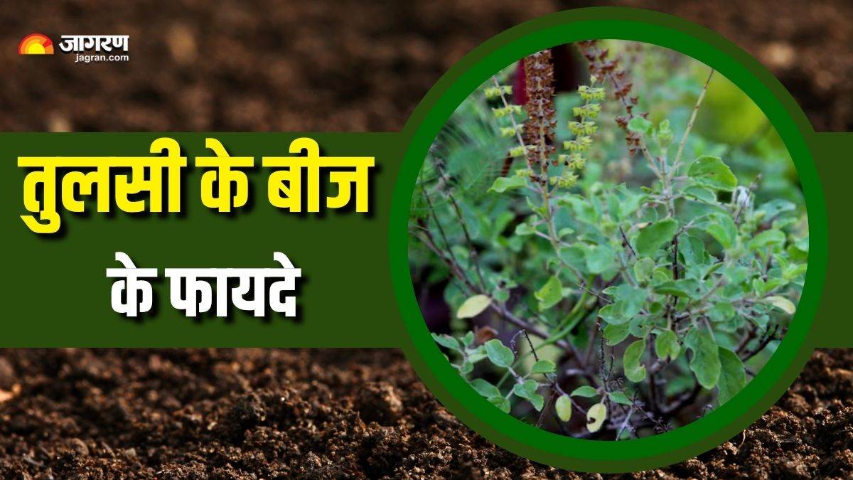 benefits of eating tulsi seeds every morning check details here