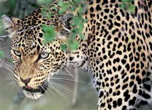 शिमला में तेंदुए के हमले के मामले लगातार बढ़ते जा रहे हैं। जागरण आ्रकार्इव