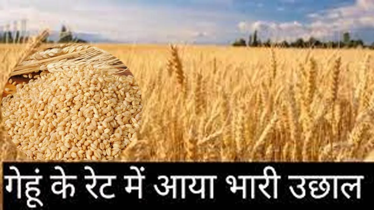 Wheat Price Hike गेहूं के भाव में उछाल, रिकार्ड टूटा, अभी और बढ़ेंगे