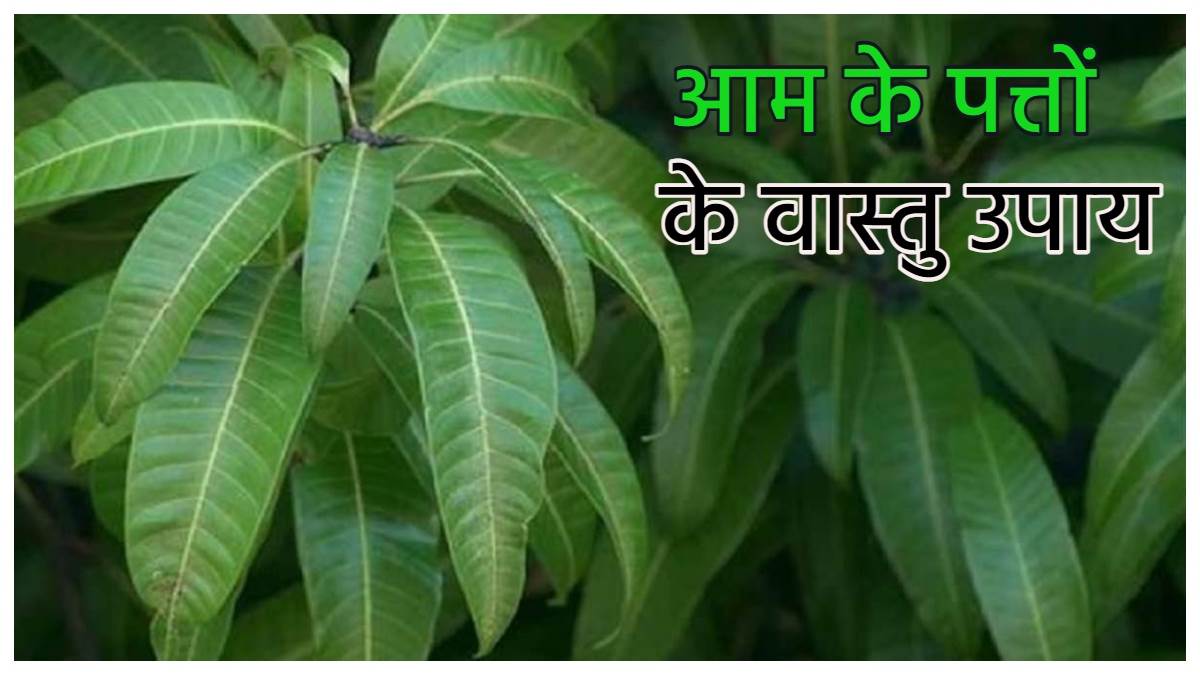 https://www.jagranimages.com/images/newimg/06082023/06_08_2023-mango_leaves_vastu_upay_23493098.jpg