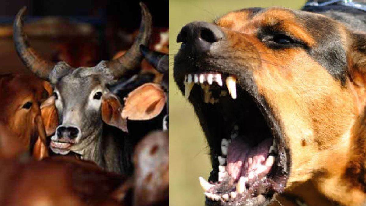 uttarpradesh pilibhit dogs scratching sick cattle video aired