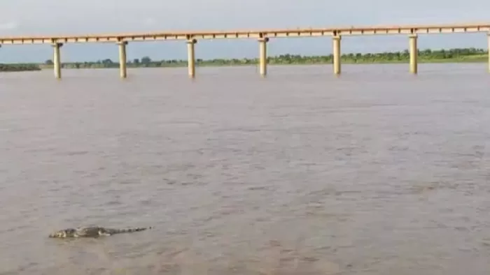 जलालपुर के पास बने पक्का घाट के पास पानी में दिखा मगरमच्छ। जागरण