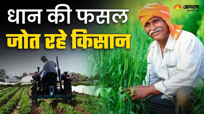 धान की फसल पर किसानों ने ट्रैक्टर चला दिया।