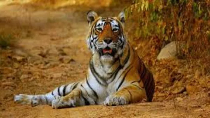वाल्मीकि टाइगर रिजर्व से भटका हुआ बाघ पहुंचा नेपाल (फाइल फोटो)