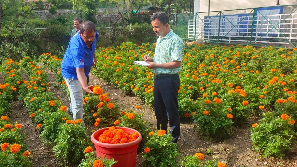 almorah news marigold farming drives self reliance for farmers