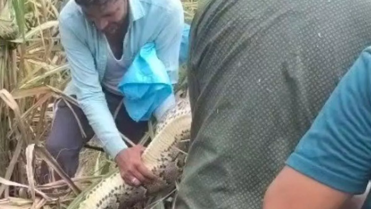 धौलाना के पारपा गांव में खेतों में हलचल देख ग्रामीणों को हुआ संदेह, नजदीक जाकर देखा तो उड़ गए होश