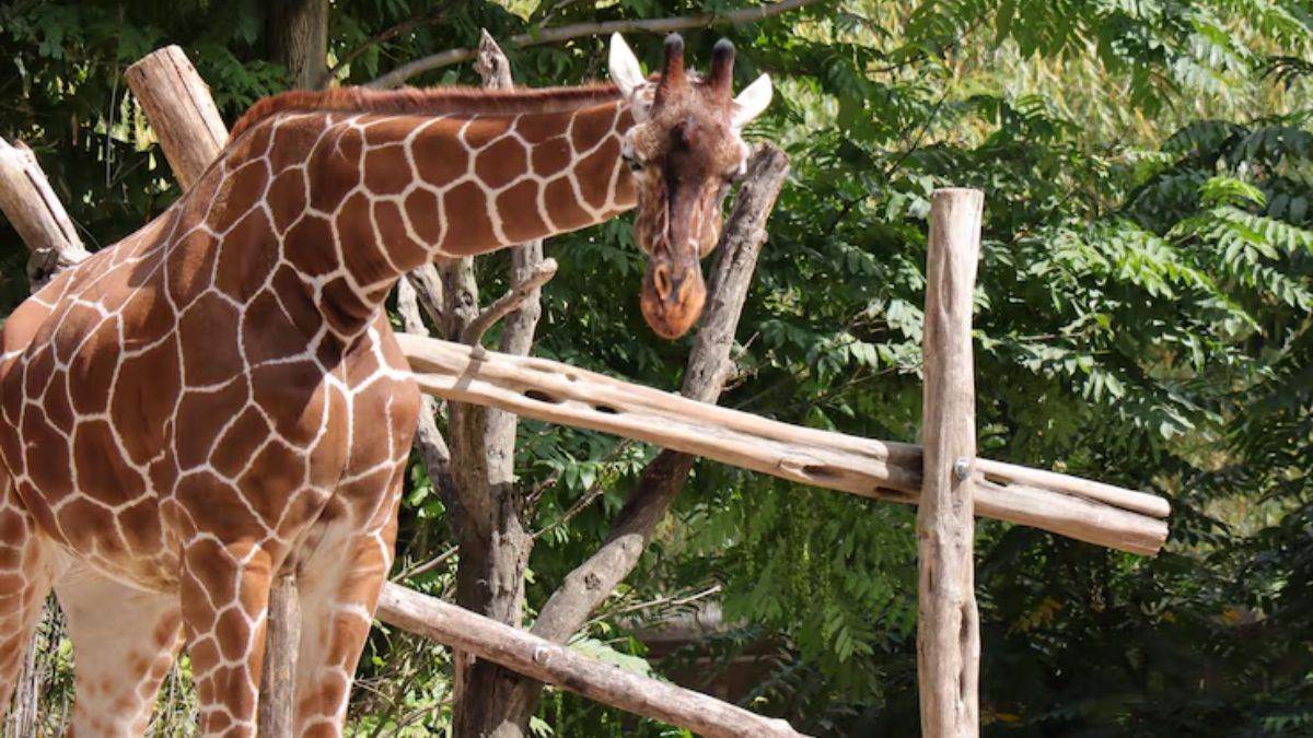 https://www.jagranimages.com/images/newimg/06082025/06_08_2025-indias_best_zoo_24005450.jpg