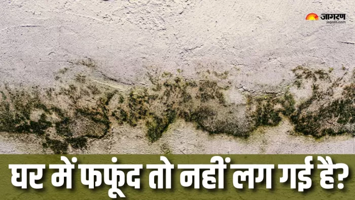 फफूंद का कैसे पता लगाएं? (Picture Courtesy: Freepik)