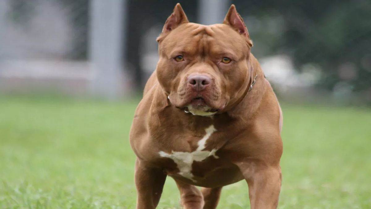 https://www.jagranimages.com/images/newimg/06082025/06_08_2025-pitt_bull_dog_24005881.jpg