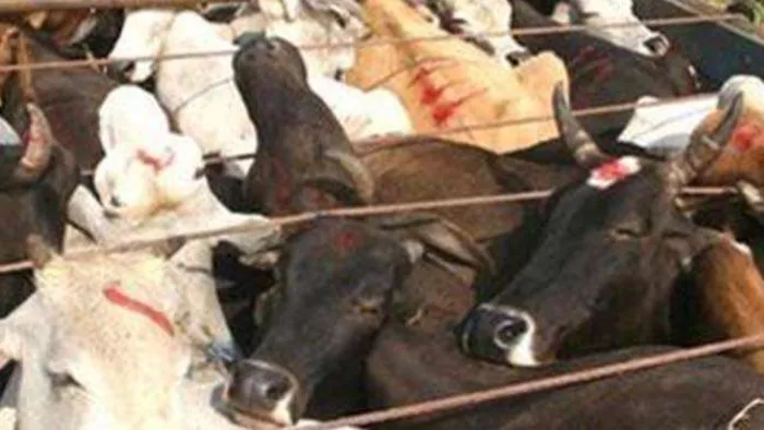 Karnal: पिकअप वैन में क्रूरता से भरे थे पशु, पुलिस ने तस्करी का किया भंडाफोड़
