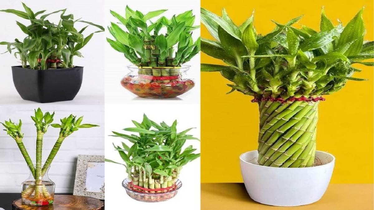 सौभाग्यशाली Bamboo Plant मिल रहे अब खूबसूरत डिजाइन में! घर में लगाने से नकारात्मक शक्तियों का होगा खात्मा