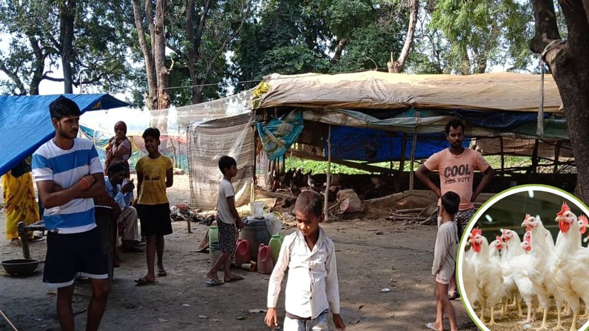 https://www.jagranimages.com/images/newimg/06092025/06_09_2025-chickens_killed_in_kanpur_24037595.jpg