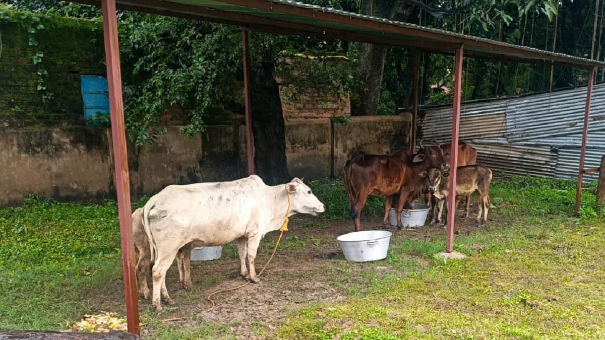 https://www.jagranimages.com/images/newimg/06092025/06_09_2025-cow_24038210_224317977.jpg