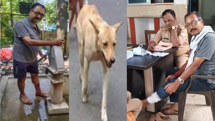 घायलों को रेबीज इंजेक्शन लगाया गया और कुछ को जिला अस्पताल रेफर किया गया।