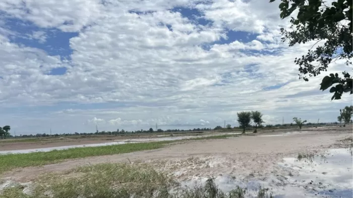 वर्षा और बाढ़ ने जम्मू में 26,000 हैक्टेयर में लगी फसलों को नुकसान।