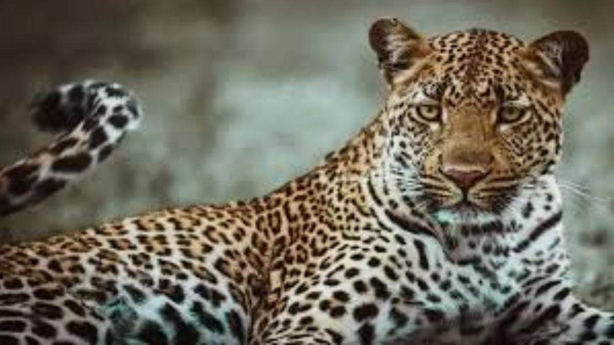 https://www.jagranimages.com/images/newimg/06092025/06_09_2025-leopard-_24038019_191742960.jpg