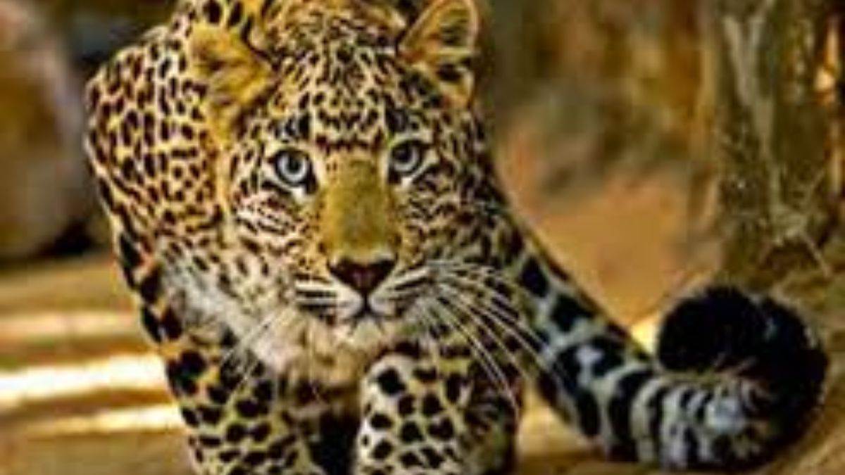 https://www.jagranimages.com/images/newimg/06092025/06_09_2025-leopard_attack_24037640.jpg
