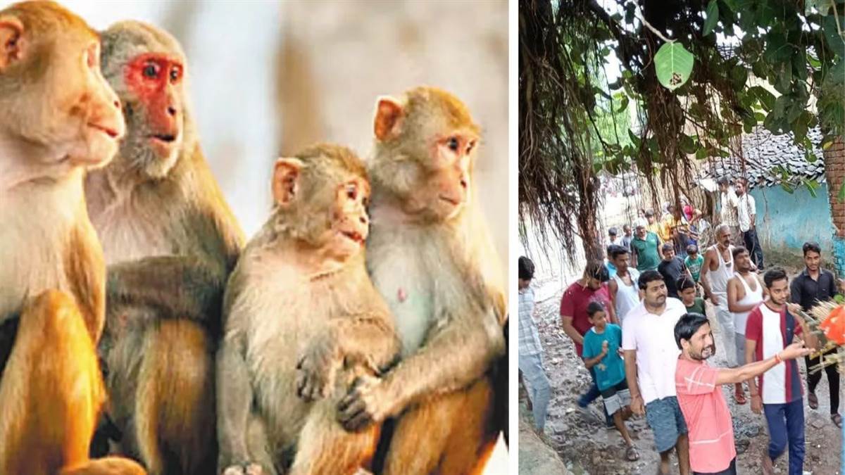 https://www.jagranimages.com/images/newimg/06092025/06_09_2025-monkey_funeral_unique_way__in_hamirpur_24037624.jpg