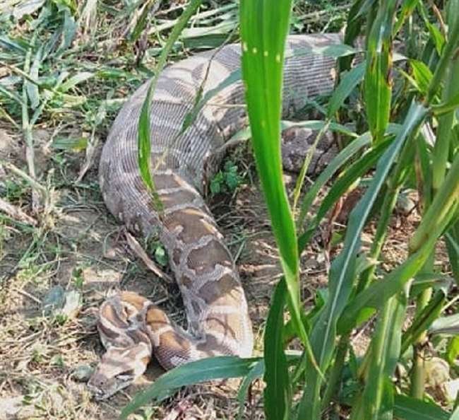 पहले जकड़ा फिर धीरे धीरे निगल गया नीलगाय का बछड़ा, तस्वीर देखकर दौड़ ...