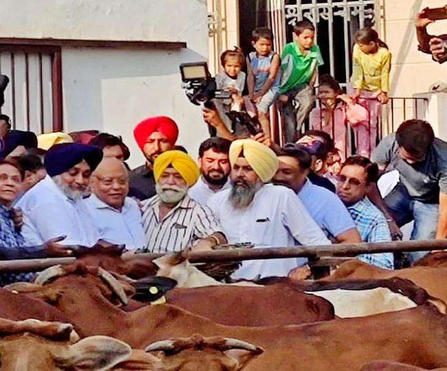 अमृतसर में गोशाला विजिट के दौरान सुखबीर बादल। जागरण