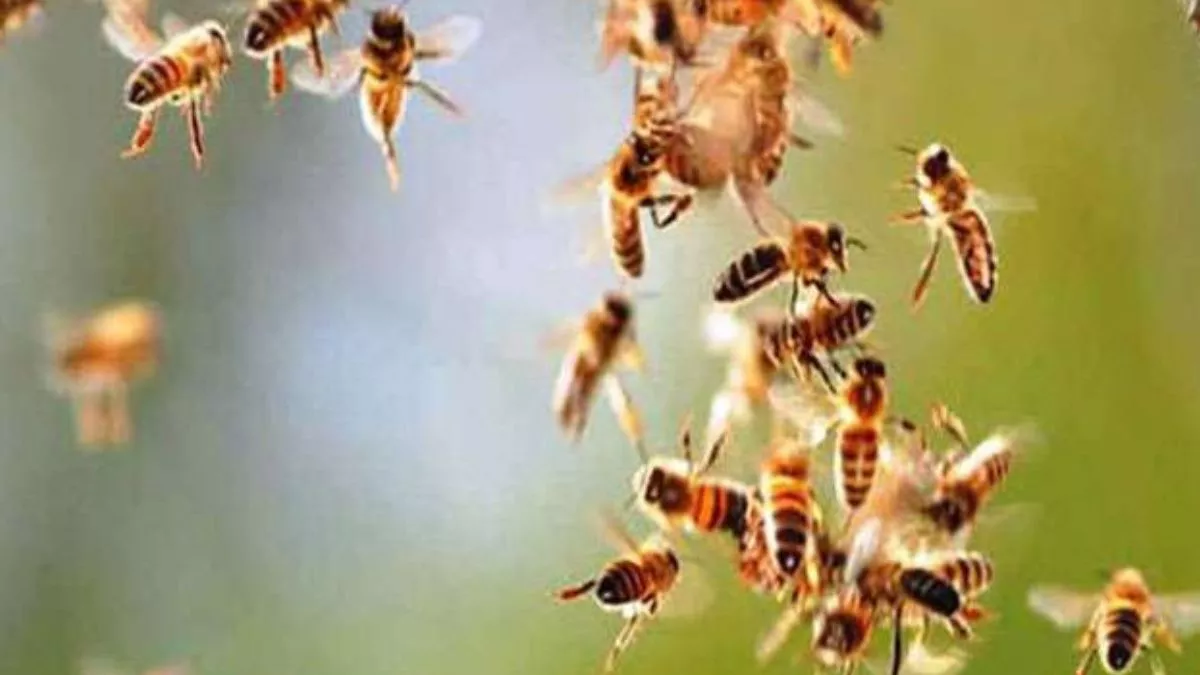 बलहेपुर गांव में मधुमक्खियों ने श्रद्धालुओं पर हमला बोल दिया।